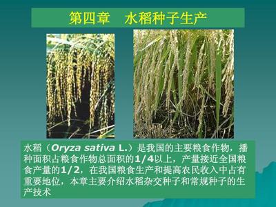 第四章 水稻种子的生产技术