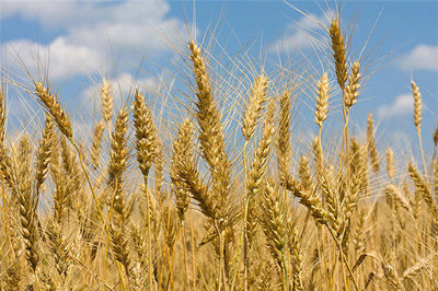 开封高筋小麦种子厂家##种植简单