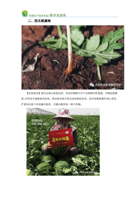 农作物种子生产技术 西瓜、甜瓜制种 西瓜最难防的枯萎病、根腐病.docx