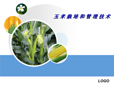 玉米栽培和管理技术教案.ppt 74页